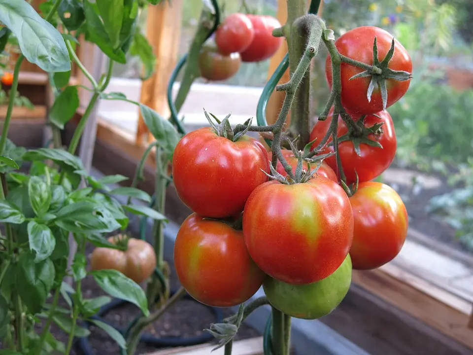 Drivhus i en hage med planter i full vekst